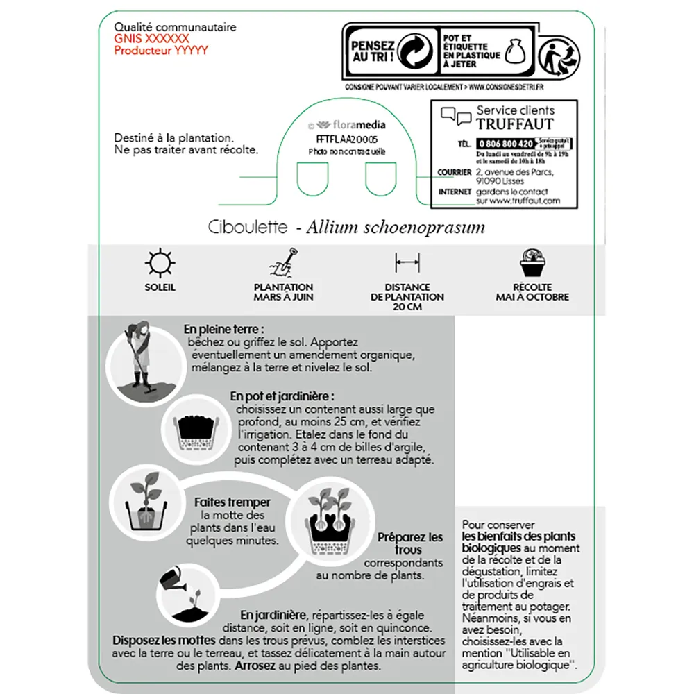 Plant de ciboulette bio : pot de 1 litre